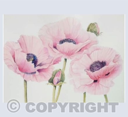Pink Poppies