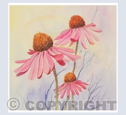 Dancing Echinacea Flowers