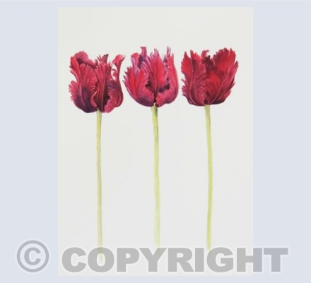 Tulips x3