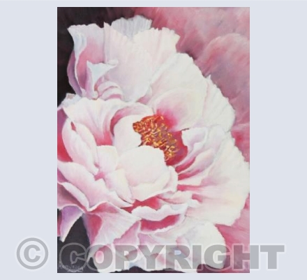 Pink Peony