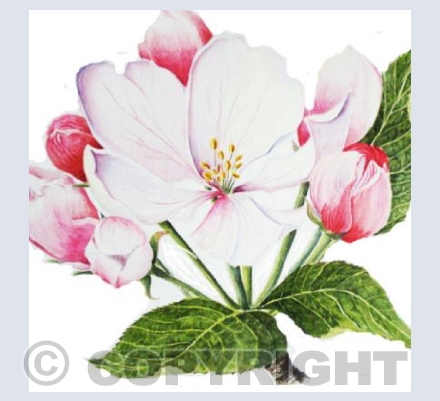 Apple Blossom