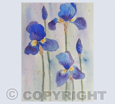 Blue Irises