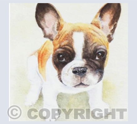 Frenchie