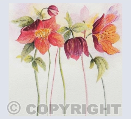 Hellebore Trio