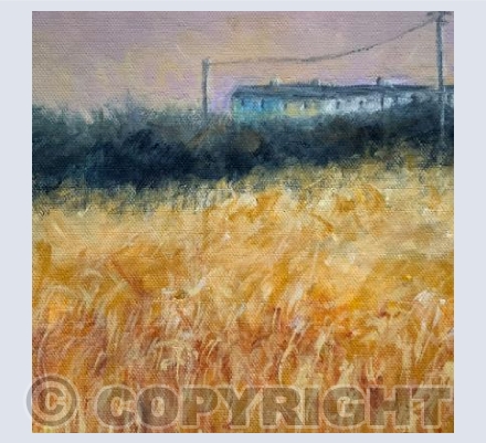 EVENING FIELDS 