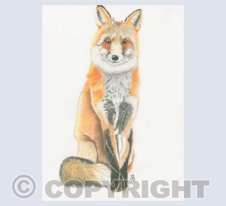 The Kenning Fox