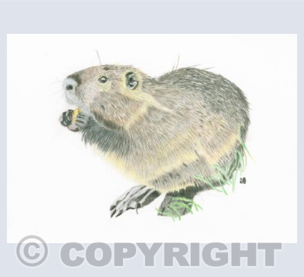 The Heart Shaped Beaver