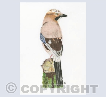 The Secretive Jay