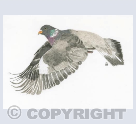 The Nurturing Wood Pigeon