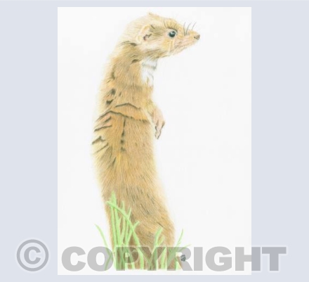 The Weasel Huntress