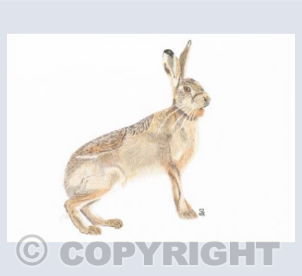 The Enigmatic Brown Hare