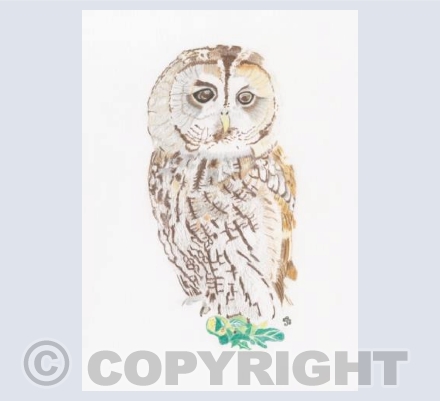 Tawny Owl Dreaming
