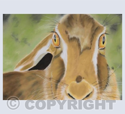Ancient Hare Wisdom