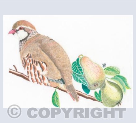 A Partridge in a Pear Tree