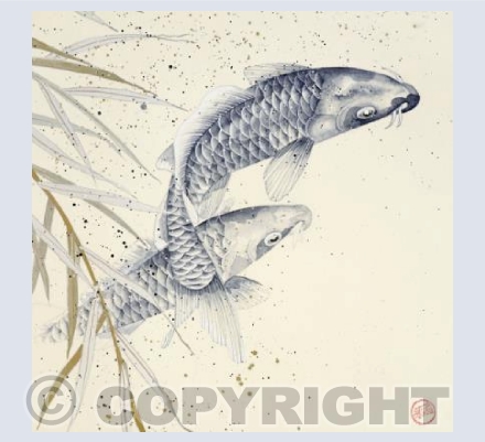Koi Carp