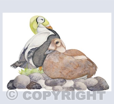 Spectacled Eider duck
