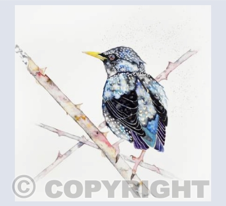 The glossy Starling