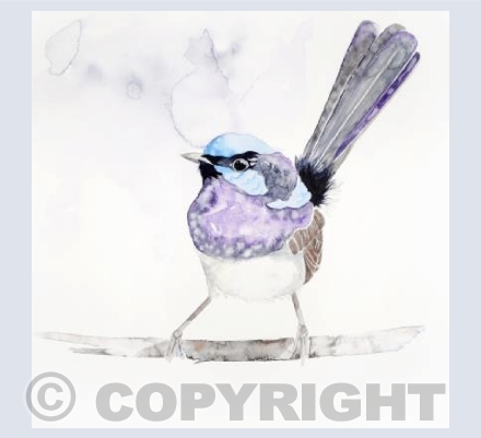 Fairy Wren