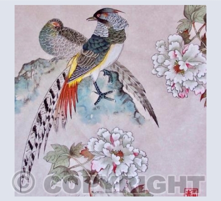 Lady Amherst's Pheasant's