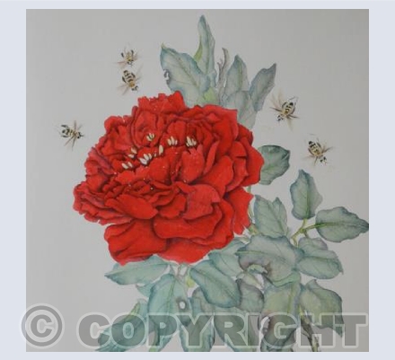 The Red Rose