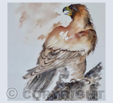Buzzard