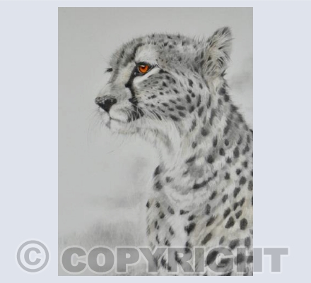 Cheetah