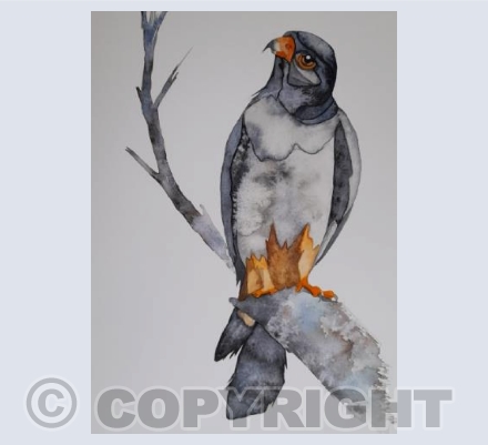Red-footed Falcon