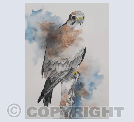 Peregrine Falcon