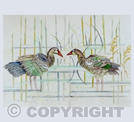 Spur-winged geese