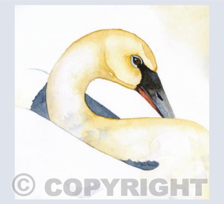 Bewick's Swan