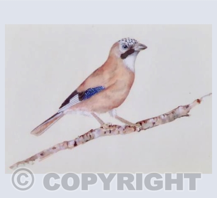Jay