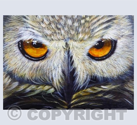 Owls Eyes