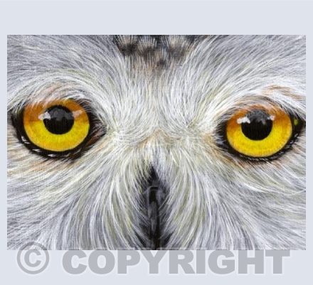 The eyes of a snowy owl