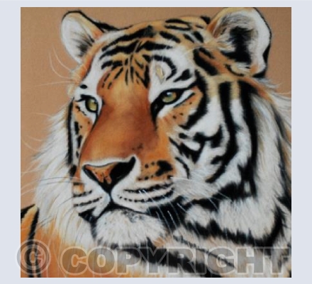 Tiger Portrait
