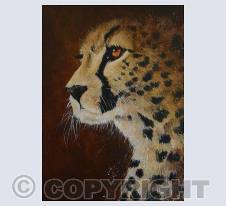 Cheetah Portrait