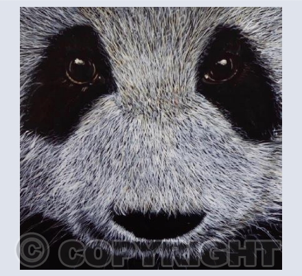 Panda Portrait