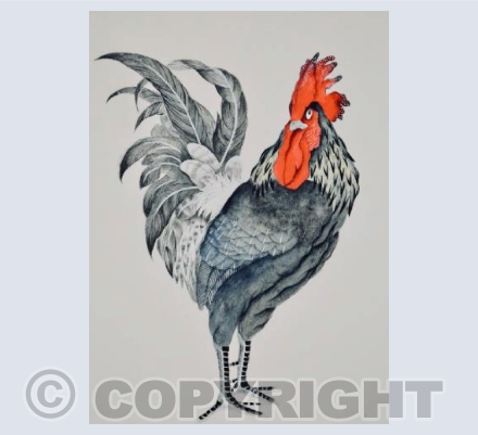 King Rooster