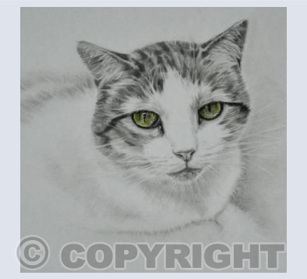 PussPuss