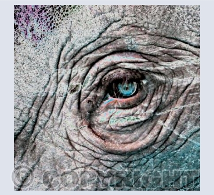 Elephants eye