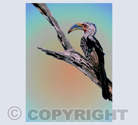 Hornbill