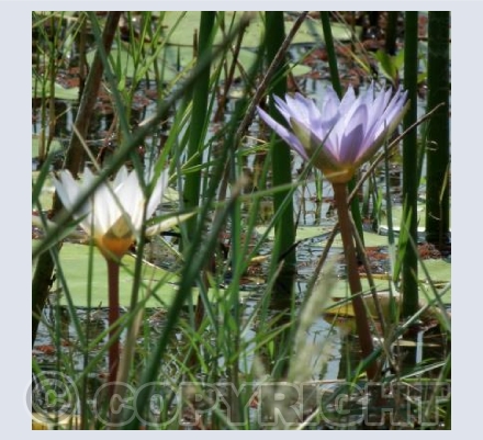 Water Lily's