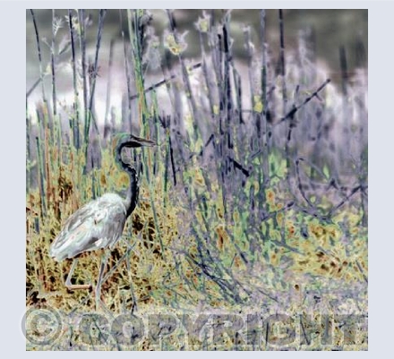 Heron amongst the reeds