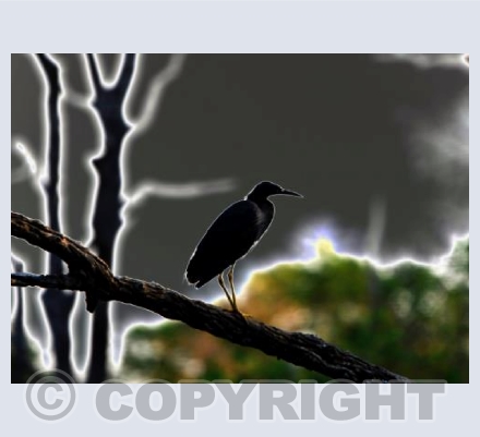 Roosting Heron
