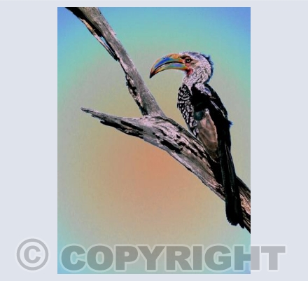 The colourful Hornbill