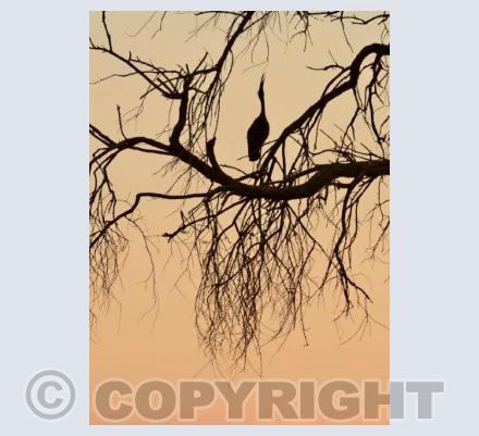 The Storks last chore