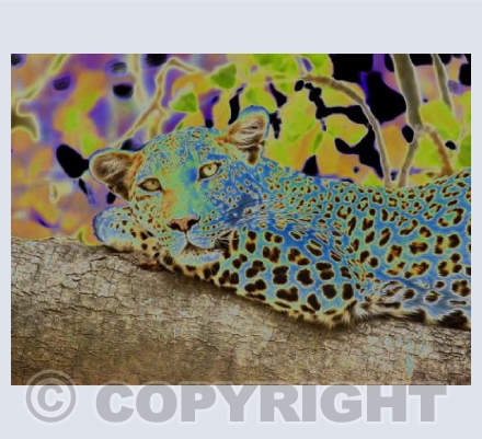 The loud Leopard