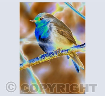 A little bird told me.