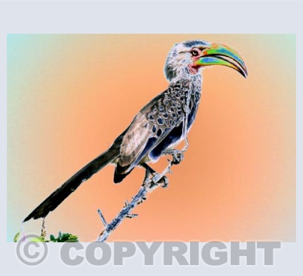 Balancing Hornbill