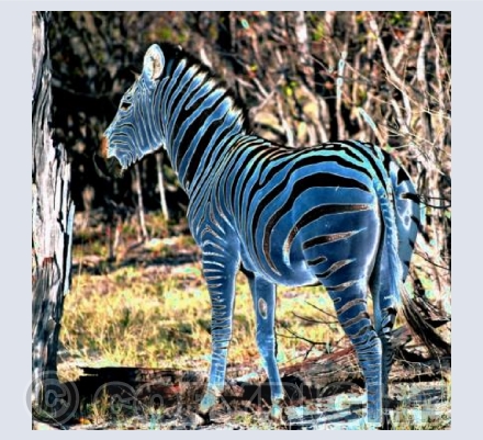 Blue Stripes
