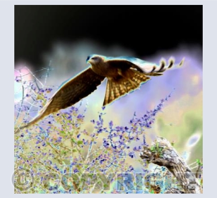 Verreaux's Flight